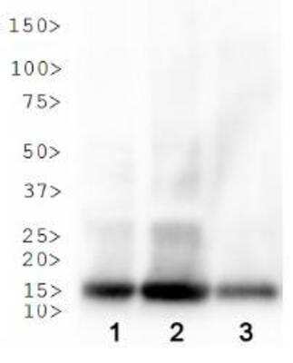 Western Blot: Histone H3 [ac Lys18] AntibodyBSA Free [NB21-1144]
